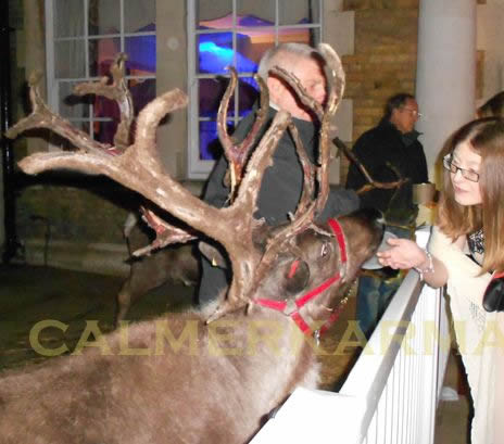 winter wonderland themed entertainment - LIVE REINDEERS TO HIRE - UK